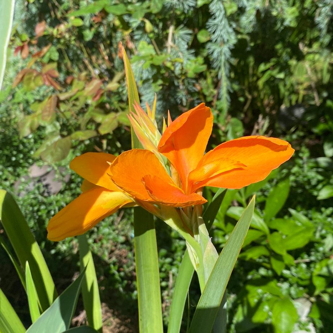 Canna 'Orange Sherbert' - Orange (Potted) - Play It Koi