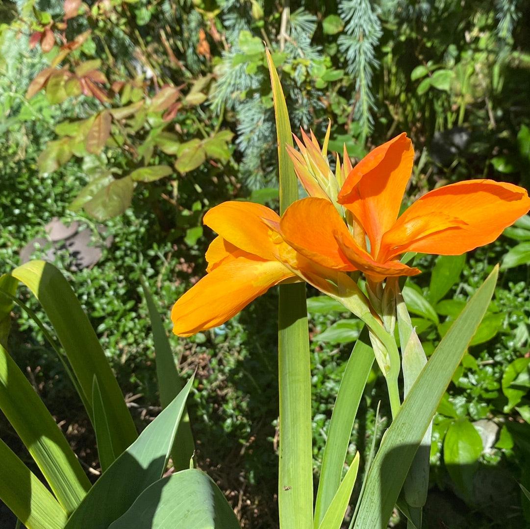 Canna 'Orange Sherbert' - Orange (Potted) - Play It Koi