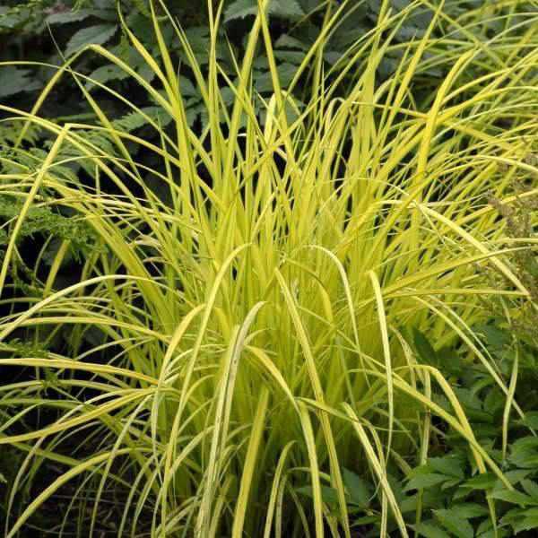 Carex Elata 'Bowles Golden' Sedge (Bare Root) - Play It Koi