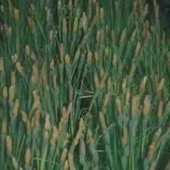 Carex Nigra - Black Flowering Sedge (Bare Root) - Play It Koi
