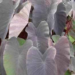 black magic elephant ear plant Colocasia Esculenta 'Black Magic' Taro (Bare Root)