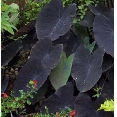 colocasia black magic elephant ear plant Colocasia Esculenta 'Black Magic' Taro (Bare Root)