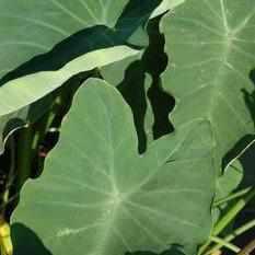 Colocasia Esculenta - Green Taro - Elephant Ear (Bare Root) - Play It Koi