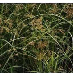 Cyperus Longus - Umbrella Grass (Bare Root) - Play It Koi