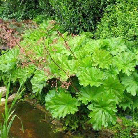 Darmera Peltiphyllum - Indian Rhubarb (Potted) - Play It Koi
