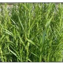 Dulichium Arundinaceum - Dwarf Bamboo (Potted) - Play It Koi