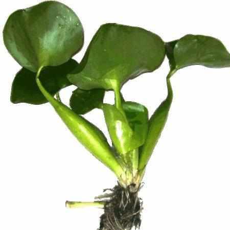 hyacinth succulent Eichhornia Crassipes