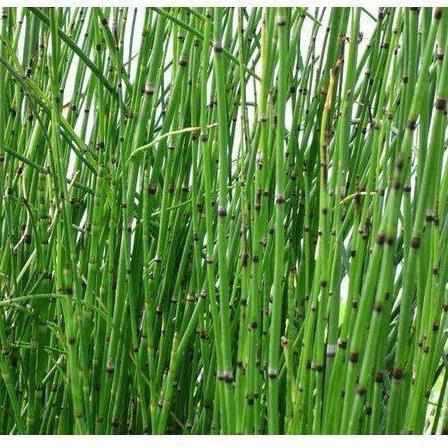 Equisetum Hymale Horsetail Reed