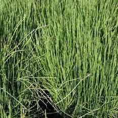 Equisetum Scirpoides - Dwarf Horsetail (Potted) - Play It Koi