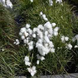 Eriophorum Angustifolium - Cotton Grass (Potted) - Play It Koi