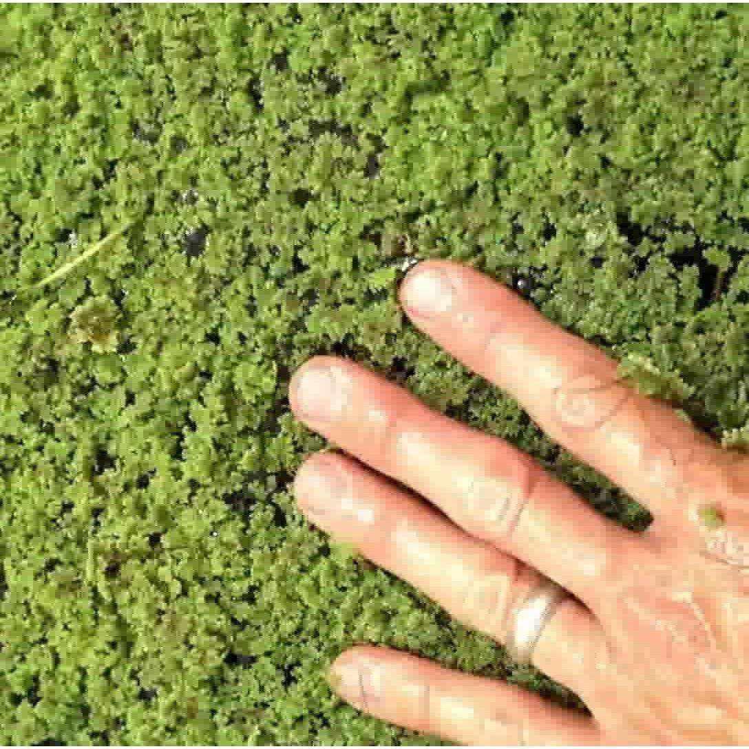 azolla herbicide Fairy Moss