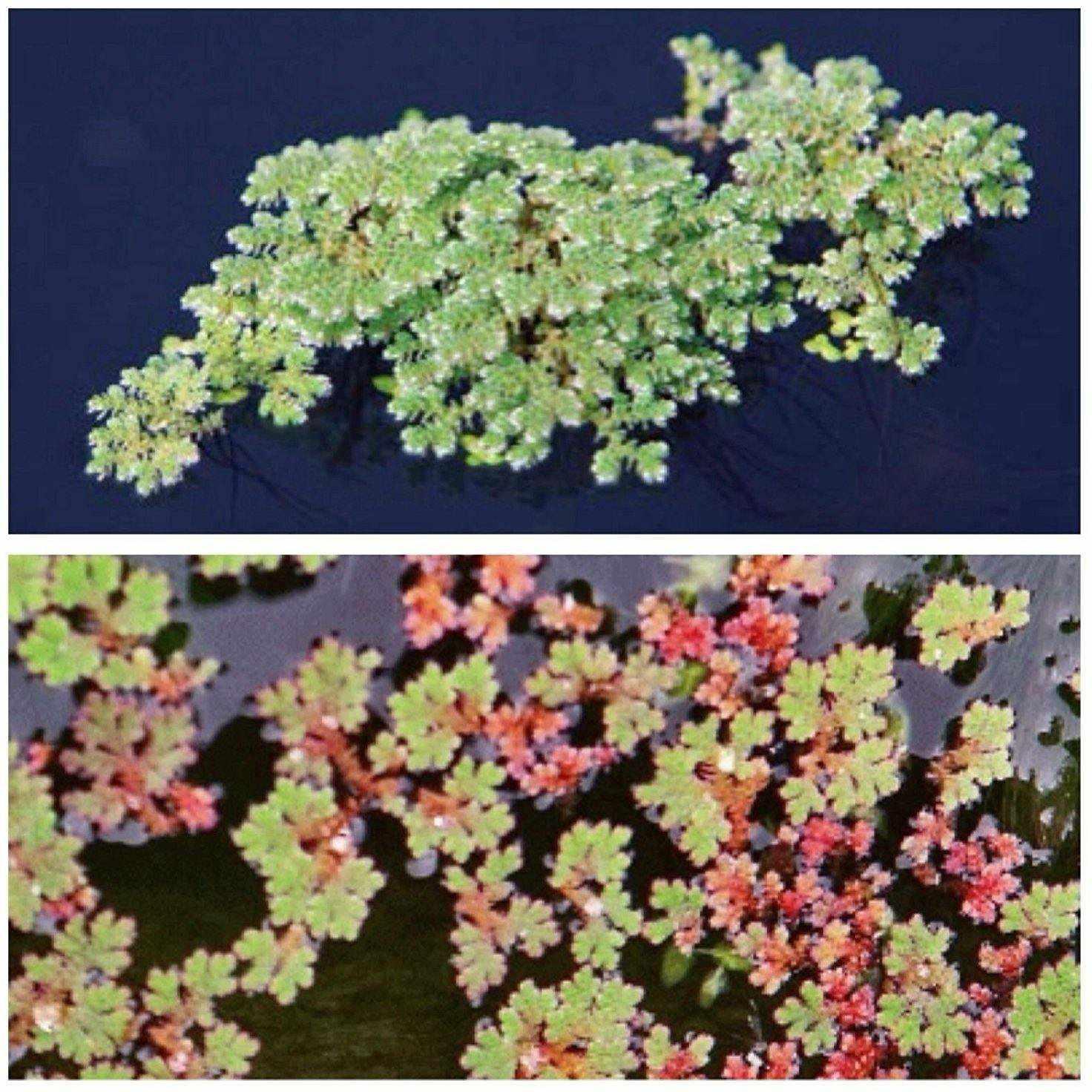 azolla herbicide Fairy Moss