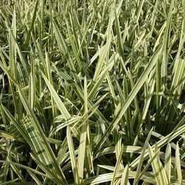 Glyceria Maxima Aquatica - Manna Grass (Bare Root) - Play It Koi