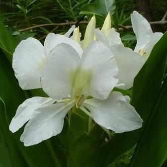 Hedychium Coronarium 'White Butterfly Ginger' (Bare Root) - Play It Koi