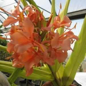 Hedychium 'Elizabeth' Pink Butterfly Ginger (Bare Root) - Play It Koi