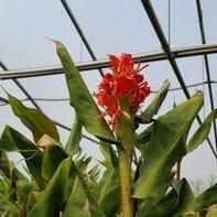 Hedychium greenei – Red Himalayan ginger (Bare Root) - Play It Koi