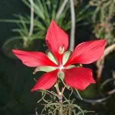 Hibiscus 'Coccineus' - Scarlet Rosemallow (Bare Root) - Play It Koi