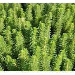 Hippuris Species - Feathery Mare's Tail (Potted) - Play It Koi