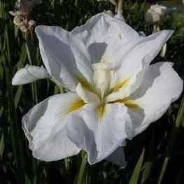 Iris Ensata 'Anytus' - Ivory White (Bare Root) - Play It Koi
