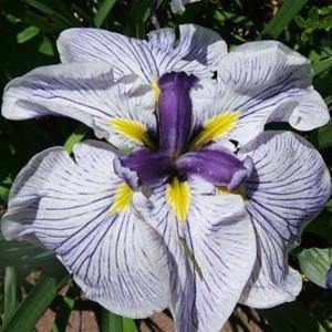 Iris Ensata 'Hegira' - Dark Purple (Bare Root) - Play It Koi