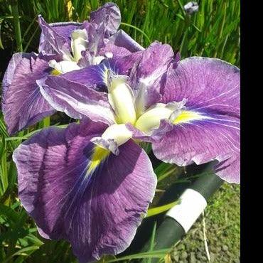 Iris Ensata ‘Hue & Cry’ Japanese Iris (Potted) - Play It Koi