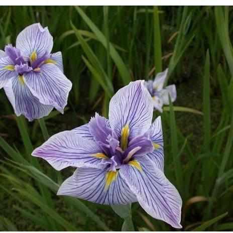 Iris Ensata 'Pinstripe' Japanese Iris (Potted) - Play It Koi