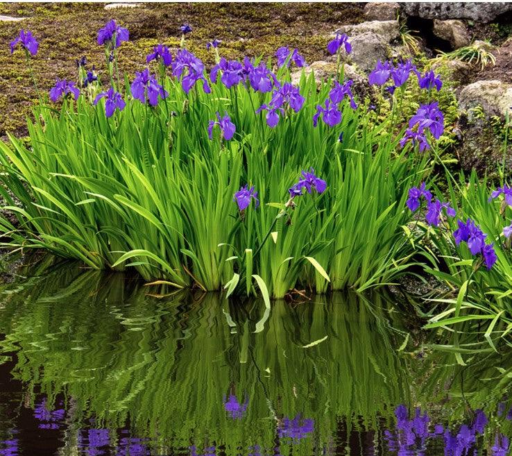 Iris Laevigata 'Royal Cartwheel' (Potted) - Play It Koi