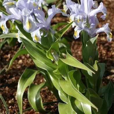 Iris Louisiana 'Blue Mystery' Iris (Bare Root) - Play It Koi