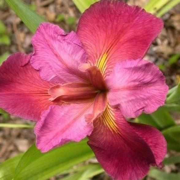 Iris Louisiana 'Kirk Strawn' (Bare Root)