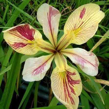 Iris Louisiana 'Splitter Splatter' Iris (Bare Root) - Play It Koi