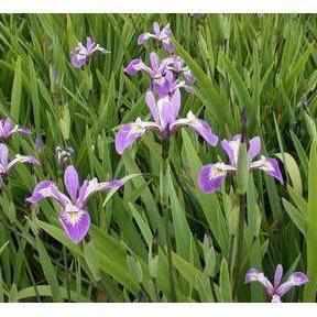 Iris Versicolor - Blue Flag Iris (Bare Root) - Play It Koi