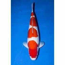 koi fish japan in red and white kohaku pattern Stock Vector