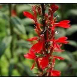 Lobelia Cardinalis - Red Cardinal Flower (Bare Root) - Play It Koi