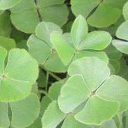 Marsilea Drummondii - Fuzzy Water Clover (Bare Root)