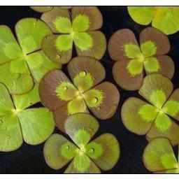 Marsilea Mutica - Variegated Water Clover (Bare Root)