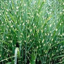 Miscanthus Sinesis 'Strictus' - Chinese Silver Grass (Potted) - Play It Koi