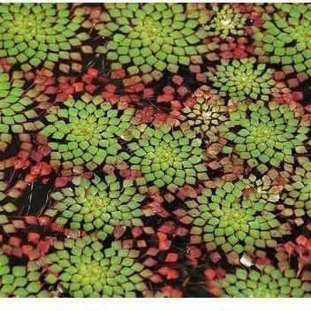 Mosaic Plant - Ludwigia Sediodes (Bare Root) - Play It Koi