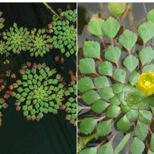 Mosaic Plant - Ludwigia Sediodes (Bare Root) - Play It Koi