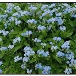 Myosotis Scirpoides - Blue Water Forget-Me-Not (Bare Root) - Play It Koi
