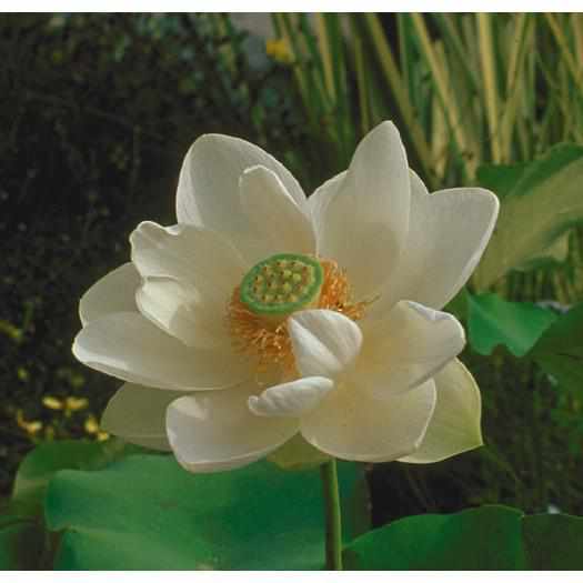 Nelumbo Nucifera 'Alba Grandiflora' White Lotus (Bare Root) - Play It Koi
