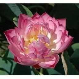 Nelumbo Nucifera 'Chinese Double Rose' Lotus (Bare Root) - Play It Koi