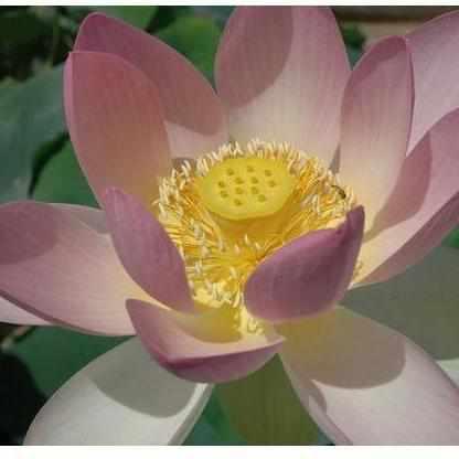 Nelumbo Nucifera 'Oriole Out of Water' Lotus (Bare Root)