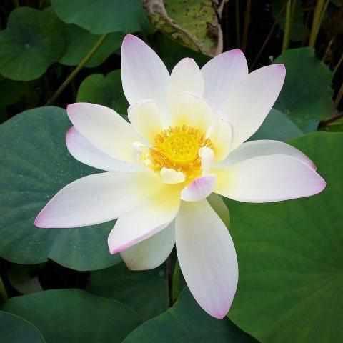 Nelumbo Nucifera 'Oriole Out of Water' Lotus (Bare Root) - Play It Koi