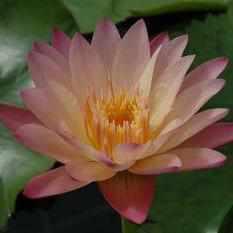 Nymphaea 'Albert Greenberg' Tropical Day Blooming Lily (Bare Root) - Play It Koi