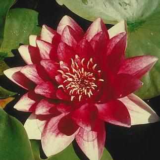 Nymphaea 'Attraction Red' Hardy Lily (Bare Root) - Play It Koi