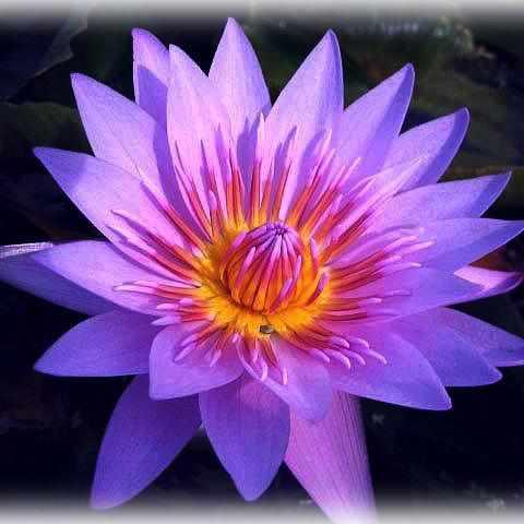 Nymphaea 'Bagdad' Tropical Day Blooming Lily (Bare Root) - Play It Koi