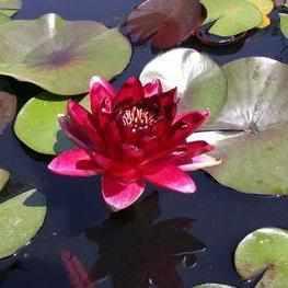 Nymphaea 'Black Princess' Dark Red Hardy Lily (Bare Root) - Play It Koi