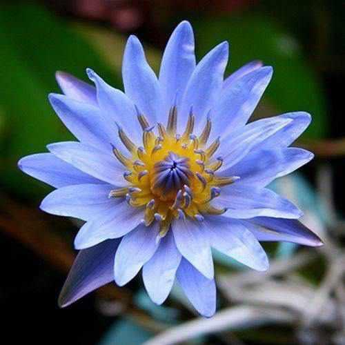 Nymphaea 'Blue August Koch' - Day Blooming Waterlily (Bare Root) - Play It Koi