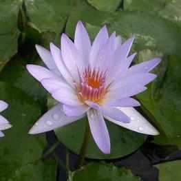 Nymphaea 'Blue Beauty' Tropical Day Blooming Lily (Bare Root) - Play It Koi