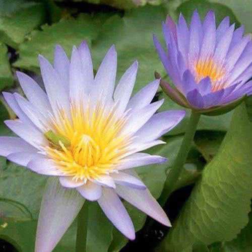 Nymphaea 'Blue Blink' - Day Blooming Tropical Waterlily (Bare Root) - Play It Koi